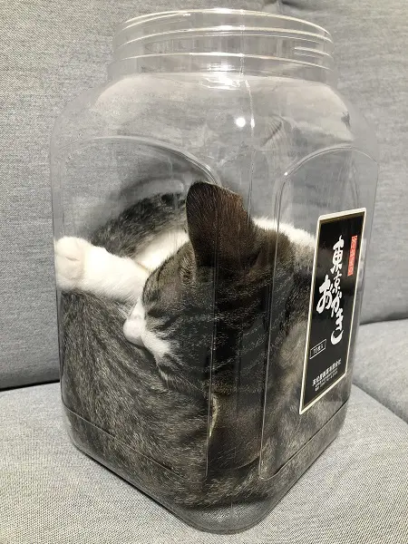 おかきの容器の中で体を折り曲げて一見窮屈そうに寝ている、わらびちゃん
