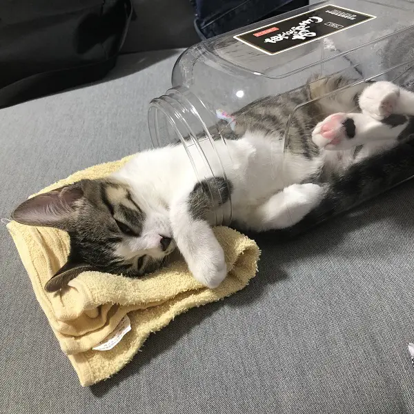 容器を横に倒してわらびちゃんの顔が外に出るようにした