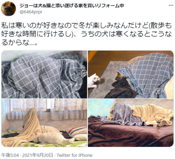 寒いのが苦手なわんこの防寒対策が話題。