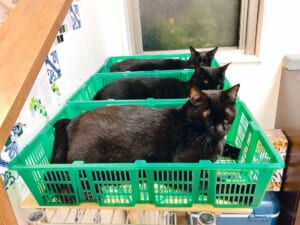 3つ並んだカゴに揃って入る黒猫さん（猫野四季さん提供）