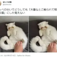 照れてる？　ほっぺの下の茶色い毛が特徴的な子猫。