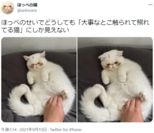 照れてる？　ほっぺの下の茶色い毛が特徴的な子猫。