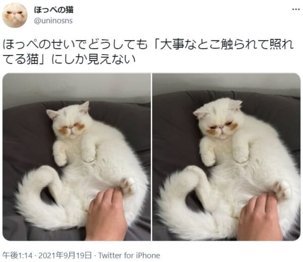 照れてる？　ほっぺの下の茶色い毛が特徴的な子猫。