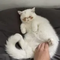 お腹周りを撫でられているUNIちゃん。