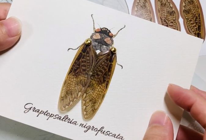 「虫の翅の立体カード」は本物の虫が羽ばたいているような芸術品