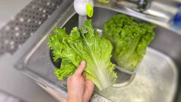 レストランシェフが教えるシャキシャキレタス保存のライフハック（麦ライスさん提供）