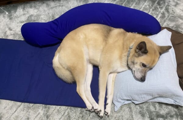 飼い主の仮眠場所を占拠したわんこ写真が話題。