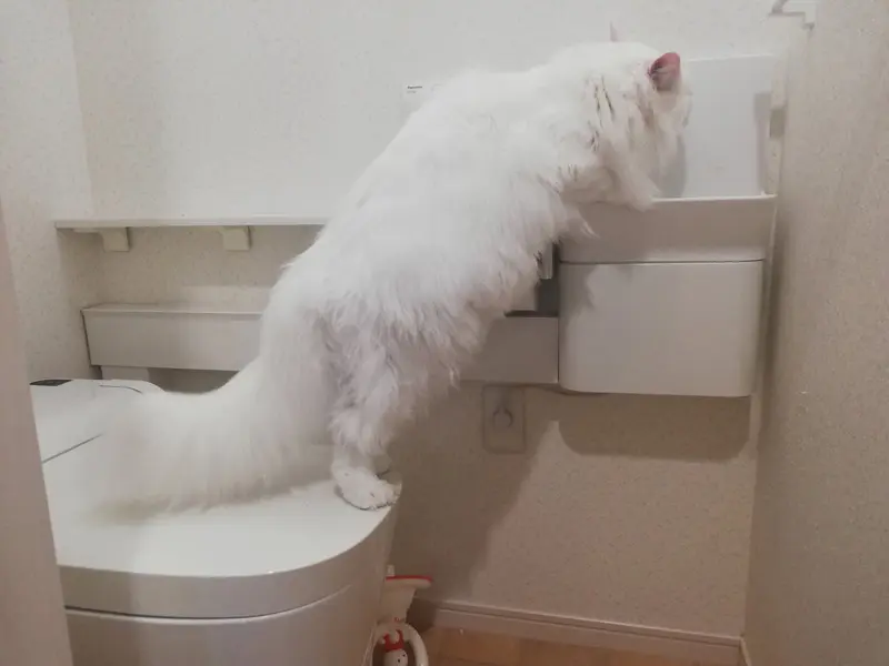 自動水栓を操作して水を飲むトヨちゃん（やしゅうさん提供）