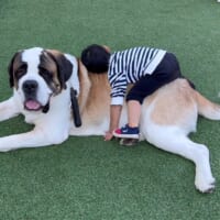 「全人類の憧れ」バーナード犬にもふもふする子どもがうらやましすぎる