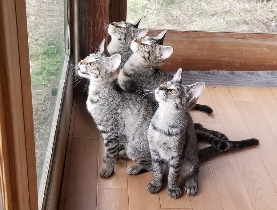 仲良しの4姉妹猫ちゃん