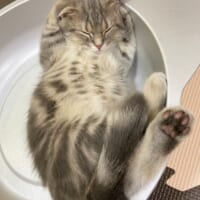 まるでおっさんのよう　子猫の貫禄のある寝方に思わずほっこり