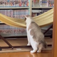 ハンモックの位置を確認するモモくん