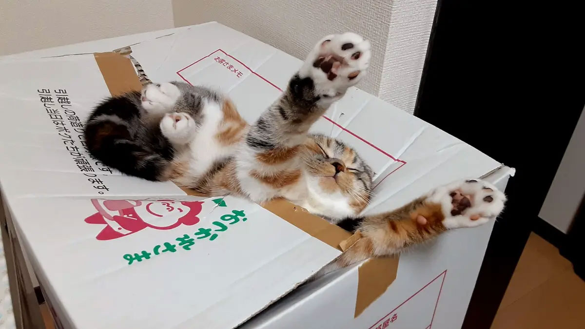 ウソみたいな場所で熟睡する猫ちゃん　気持ちよさそうな表情にほっこり