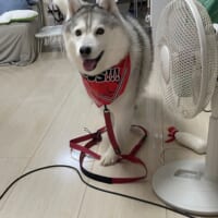 「病院に行くって全然わかってない犬」表情の変わりっぷりに爆笑