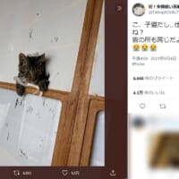 障子を破って登場するくろちゃん