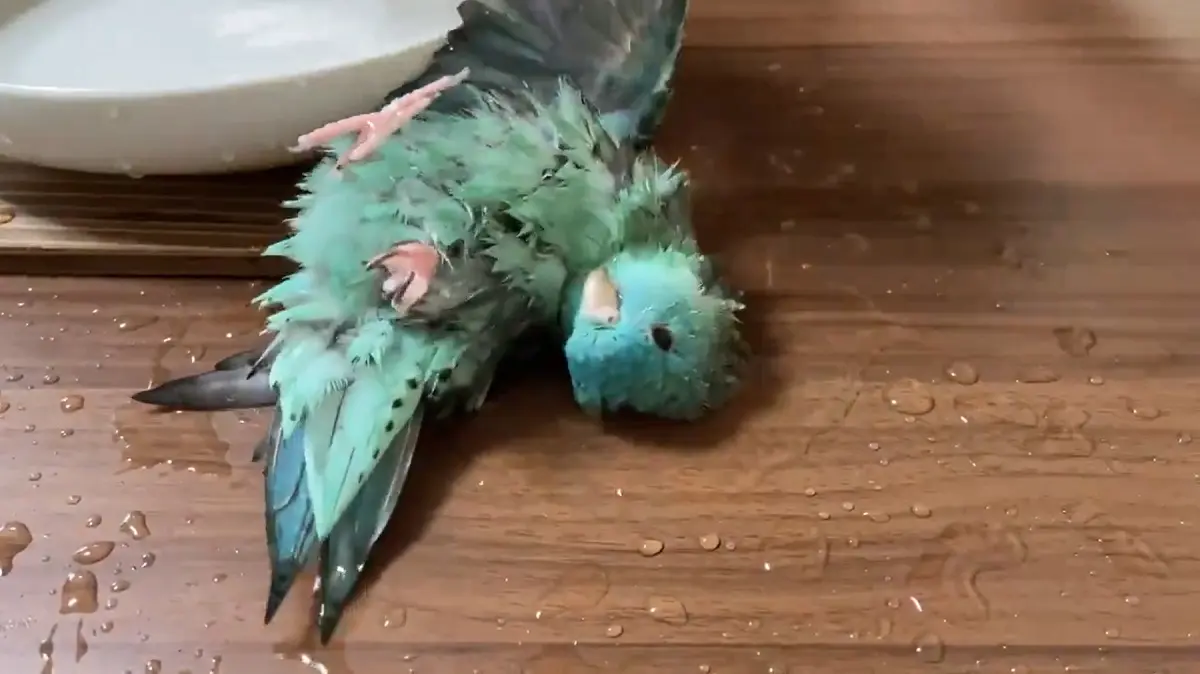 テーブルの上を水浸しにするも全身で水浴びを楽しむサザナミインコさん