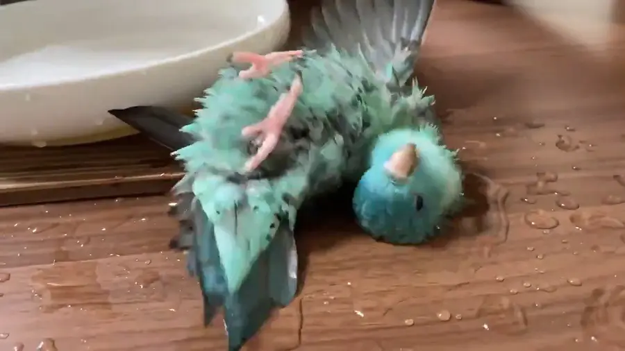 転がって水浴びを楽しむターコイズくん