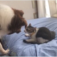 「ねこにベッドとられたイッヌ」