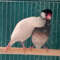 今度はぼたんくんがモフる（Kathy＠oriental riverさん提供）