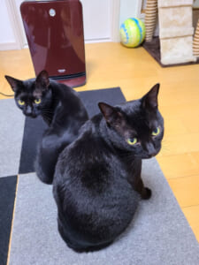 いち早くヒーター前に陣取るココさん（左）とルルさん（黒猫ココ＆ルルさん提供）