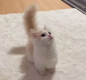 飼い主に遊んでもらえてしっぽピーンな子猫の姿が話題。