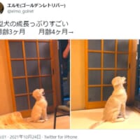 大型犬の成長の早さよ　ゴールデンレトリバーの子犬の1か月間の比較写真が話題。