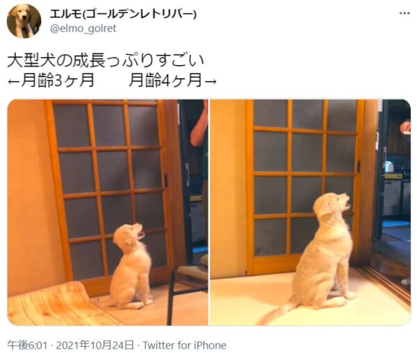 大型犬の成長の早さよ　ゴールデンレトリバーの子犬の1か月間の比較写真が話題。
