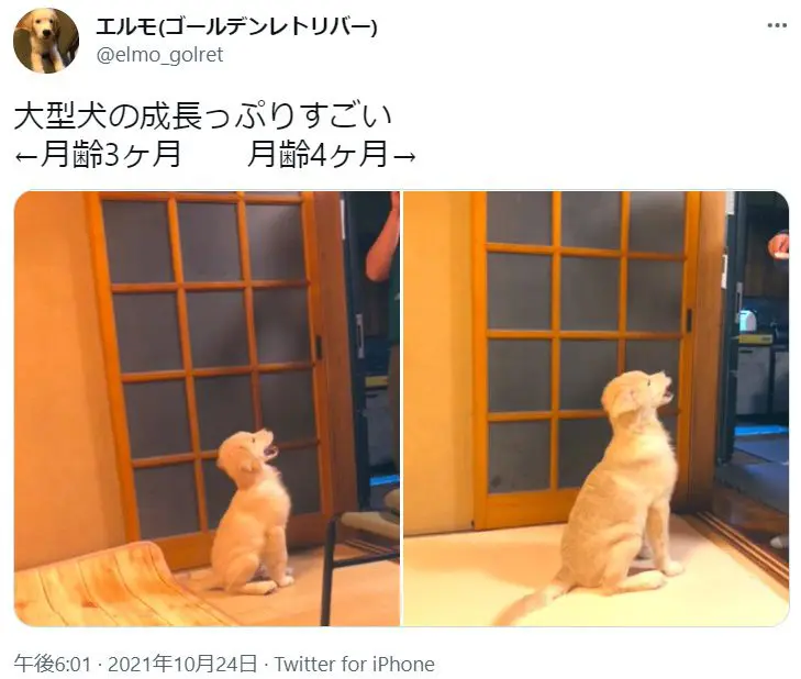 たった1か月でこの違い　ゴールデンレトリバーの子犬の成長に飼い主びっくり