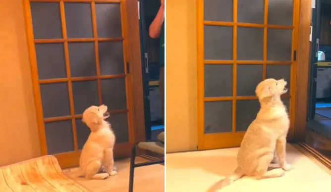 生後3か月と現在（生後4か月）のエルモちゃんのビフォーアフター。驚くべき急成長。