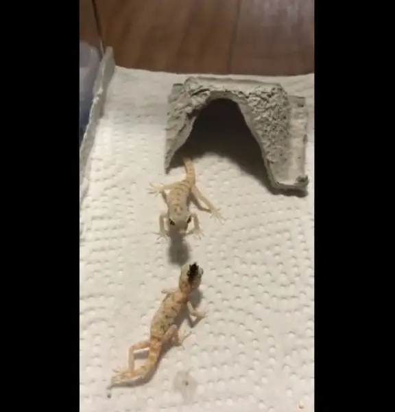 頭についているよ　ナミハリユビヤモリの攻防？動画がTwitterで反響。