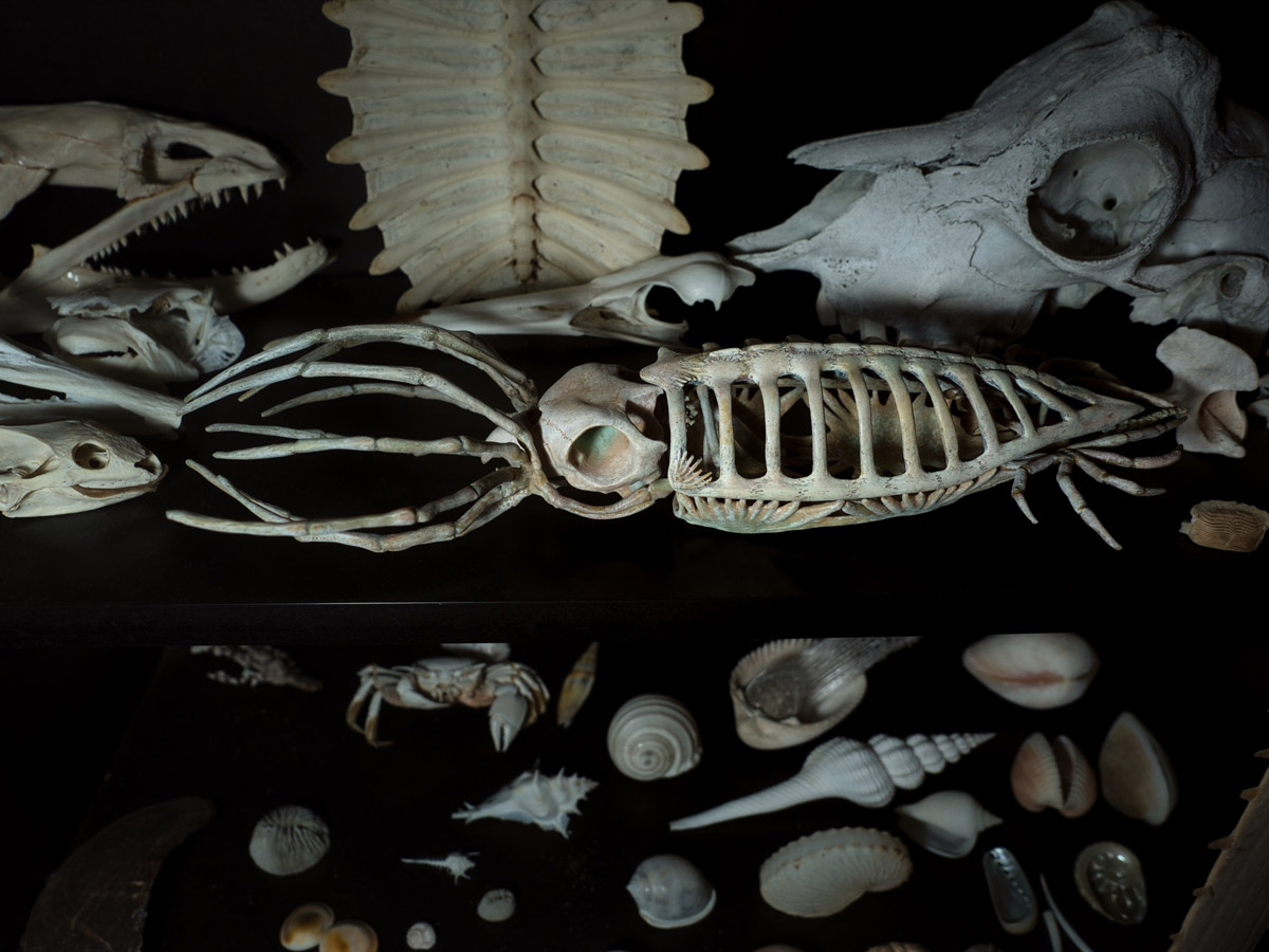 本物の骨と並べても遜色ないイカの骨格標本（増永元さん提供）