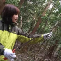 クロモジの枝を伐採する末延さん（菊水産業提供）