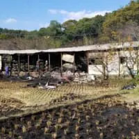 火元は水田のワラ焼き（菊水産業提供）