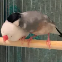 モフッとぼたんくんに顔をうずめて羽繕いするくろおくん（Kathy＠oriental riverさん提供）