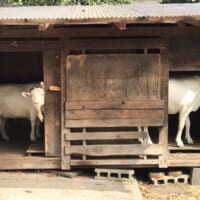 小屋の中には3頭のヤギさんが入っていました。
