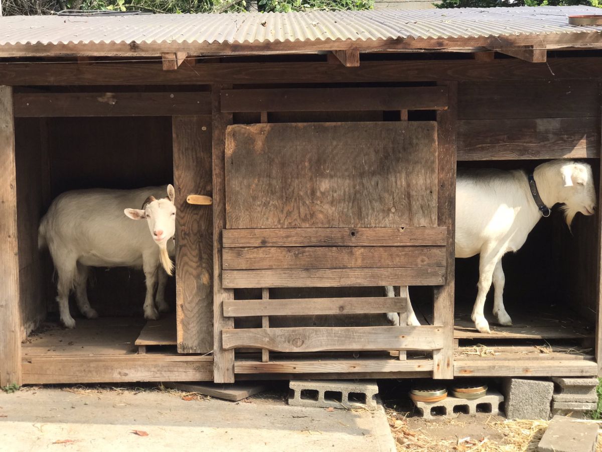 小屋の中には3頭のヤギさんが入っていました。