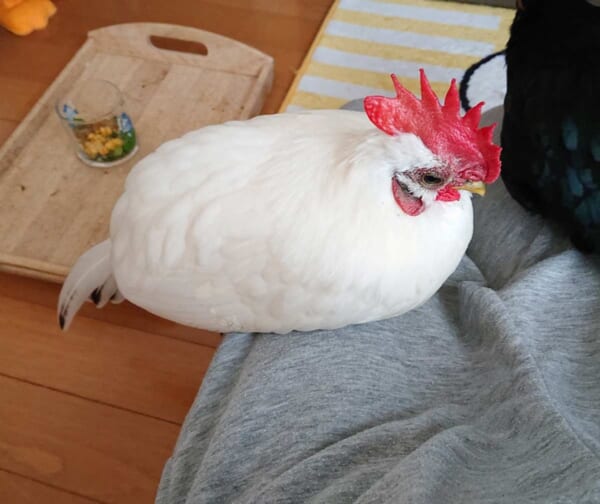 ひざの上で丸くなる桂チャボのめいちゃん（え〜いお茶さん提供）
