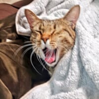 豪快なくしゃみを披露した猫さんが話題。