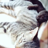 飼い主宅にやってきてまだ2週間のブレアちゃんですが、すでににゃびくんLOVE。