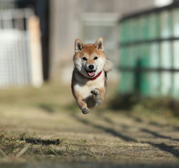 ザ・躍動感。ドッグランを駆け抜ける豆柴の姿が話題。