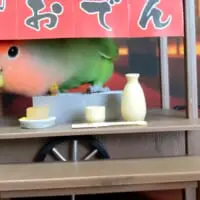 おでん屋台から顔を出すりんごちゃん（クリッチさん提供）