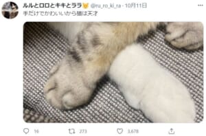 猫は前脚だけでも可愛い。投稿がTwitterで話題。