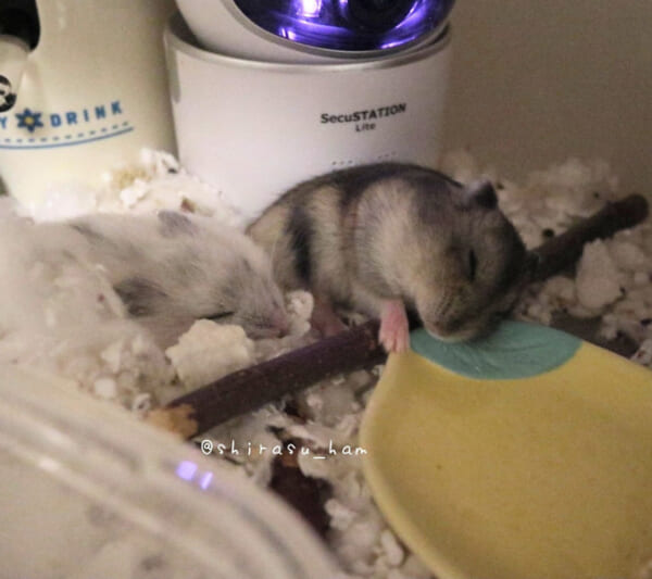 枝を抱えて眠るひじきくんと寄り添って眠るしろみちゃん（しらすさん提供）