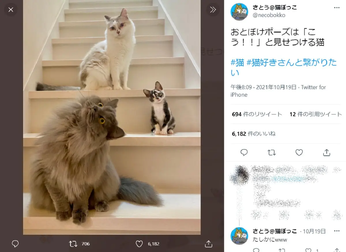 おとぼけポーズはこう！師匠を見て技を学ぶ弟子猫さんたち
