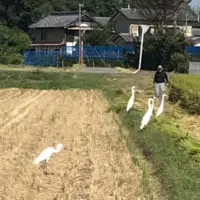 人間が近づいてもなかなか逃げない（からげるさん提供）
