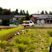 食べ物を探すサギとカラス（からげるさん提供）