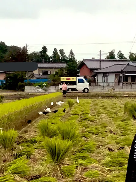 食べ物を探すサギとカラス（からげるさん提供）
