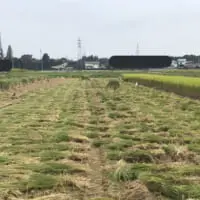 田んぼに集まるサギとカラス（からげるさん提供）
