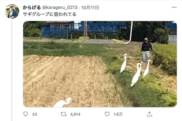 サギグループに狙われる様子を伝えるからげるさんのツイート（スクリーンショット）