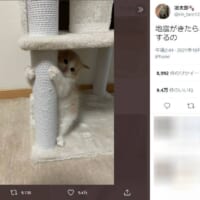 キャットタワーの下に隠れる和音ちゃん。